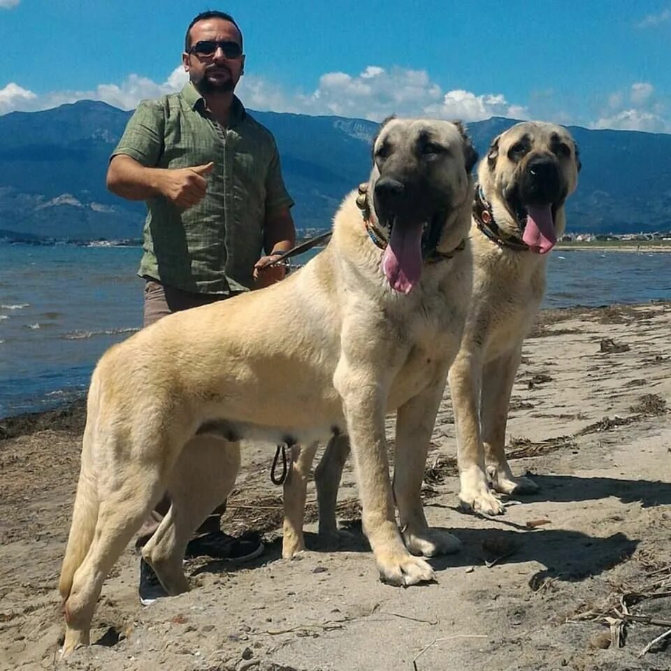 Порода собак кангал фото Pin by Mario Avendaño on Armando Leon Landaveri Kangal dog, Dog breeds, Best dog