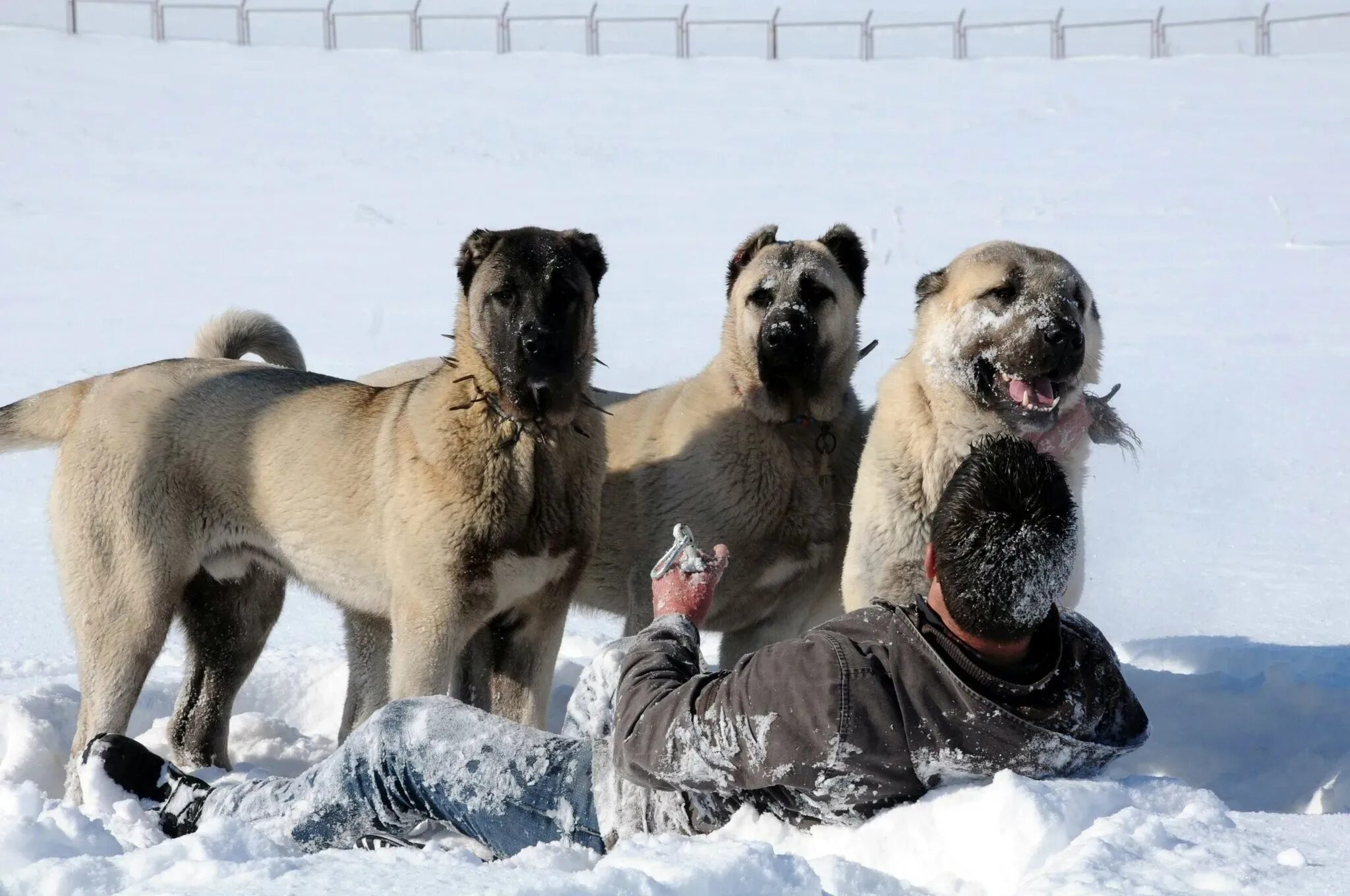 Турецкий кангал Kangal dog, Large dog breeds, Dogs