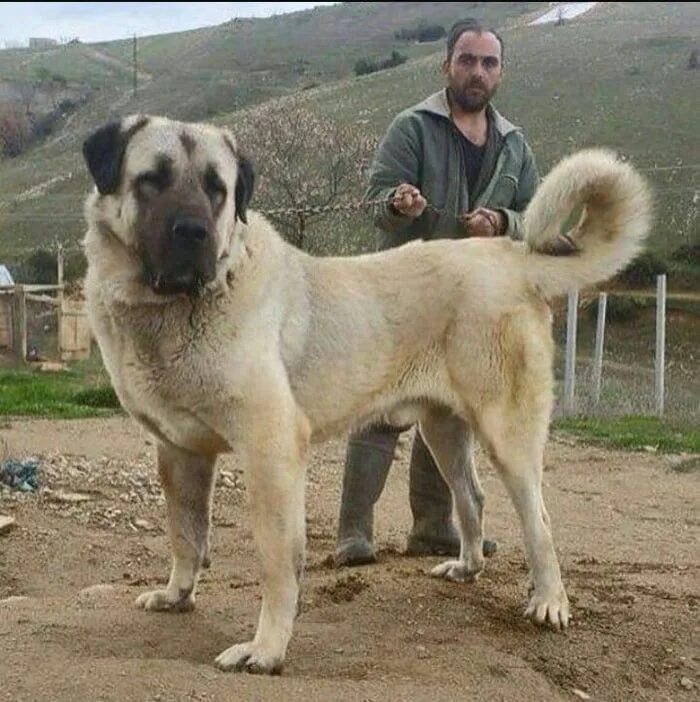 Порода собак кангал фото The strongest dog breed in the world, The Turkish Kangal with 760 psi bite force