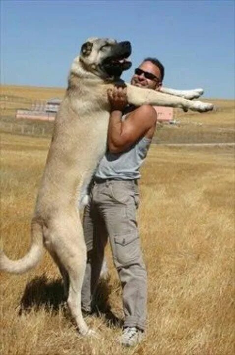 Порода собак кангал фото Pin by Cindy Errington on Dogs Big dog breeds, Kangal dog, Street dogs