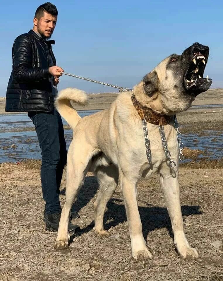 Порода собак кангал фото Pin on cão gigante Kangal dog, Huge dogs, Dog breeds