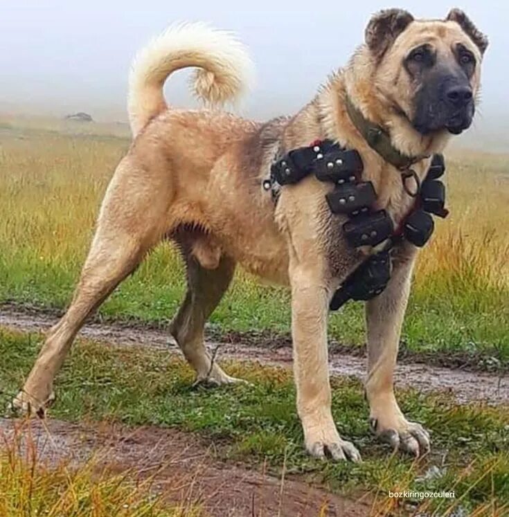 Порода собак кангал фото Kangal/Alabai panosundaki Pin Kangal köpeği, Köpek türleri, Evcil hayvanlar