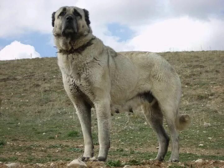 Порода собак кангал фото Orhan GENEL Hounds Dogs, Labrador retriever и Animals