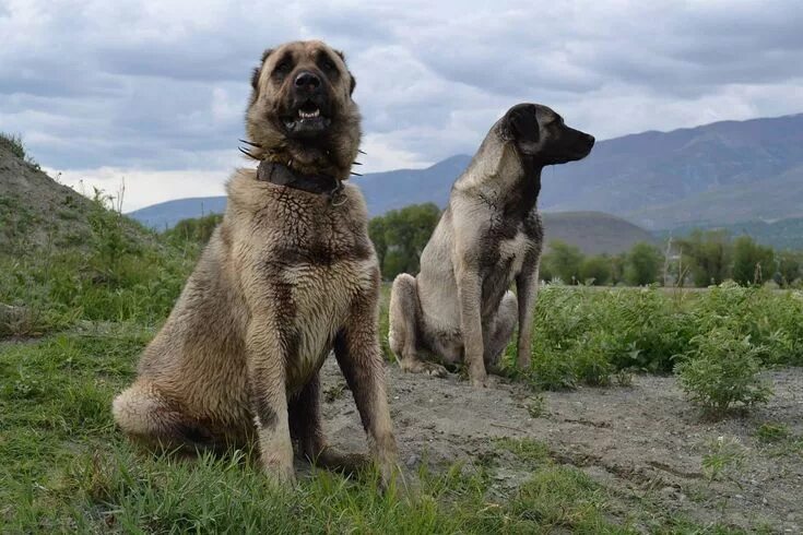 Порода собак кангал фото kangal köpeği sivas Kangal dog, Big dog breeds, Anatolian shepherd dog