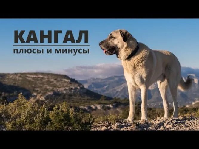 Порода собак кангал фото КАНГАЛ. Плюсы и минусы породы анатолийская овчарка (Карабаш, Тур - Животные - 34