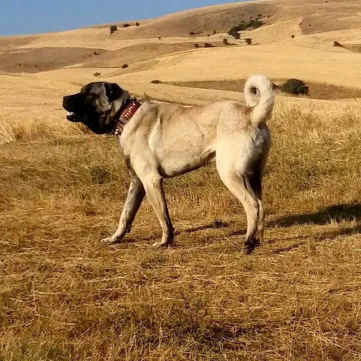 Порода собак кангал фото Traditional KANGAL From @yunus_ardic #türkiye Kangal dog, Livestock guardian dog