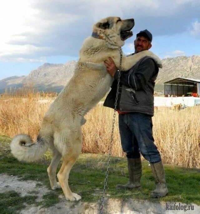 Порода собак кангал фото Смешные и забавные животные (48 картинок) Блог master-t КОНТ Kangal dog, Dogs, G