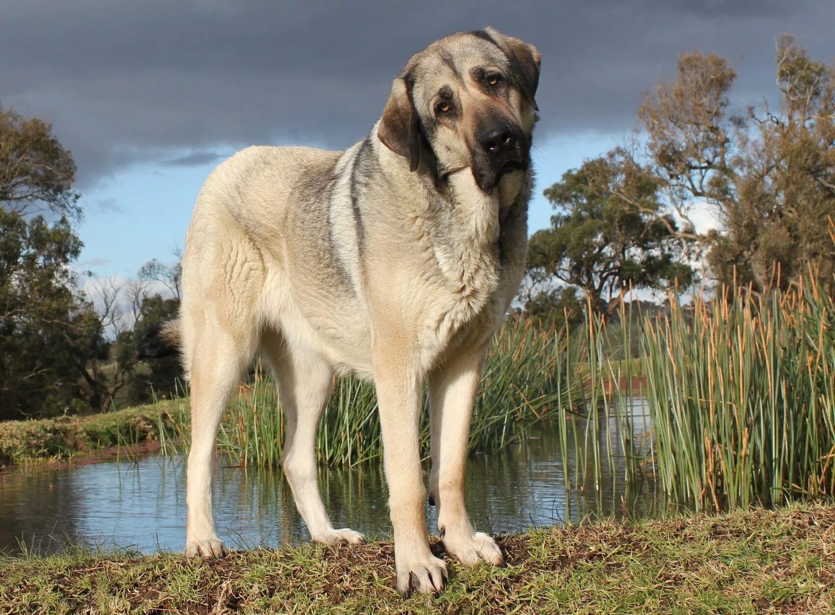 Порода собак кангал фото цена Anatolian Shepherd Dog Takas Rage aka RAVEN Giant dogs, Kangal dog, Anatolian sh