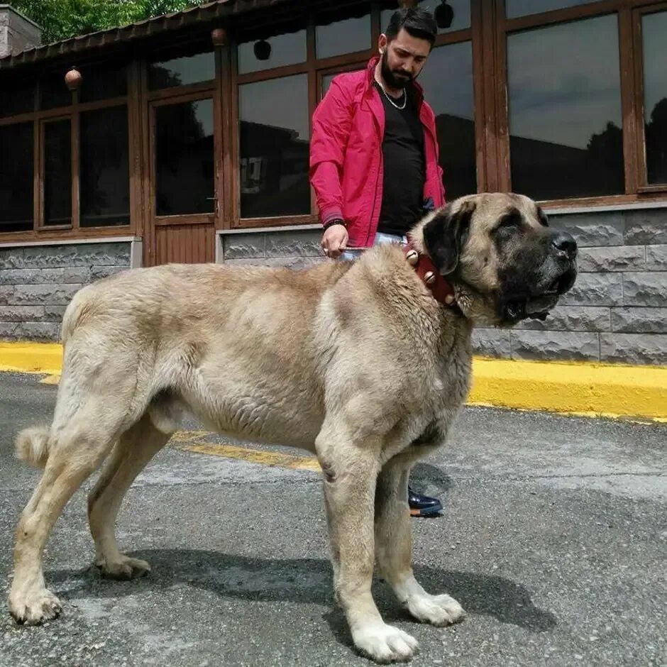 Порода собак кангал фото цена Турецкий кангал описание породы: найдено 89 картинок