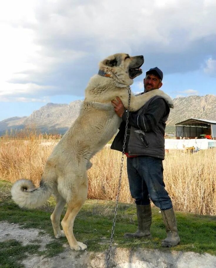 Порода собак кангал фото цена Туркменский алабай порода собак Kangal dog, Dogs, Giant dogs