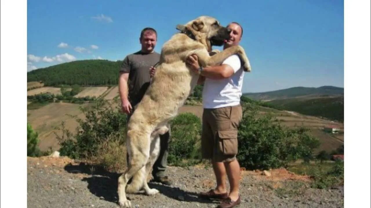 Порода собак кангал фото цена Best Guard Dog Turkish Sivas Kangal - YouTube