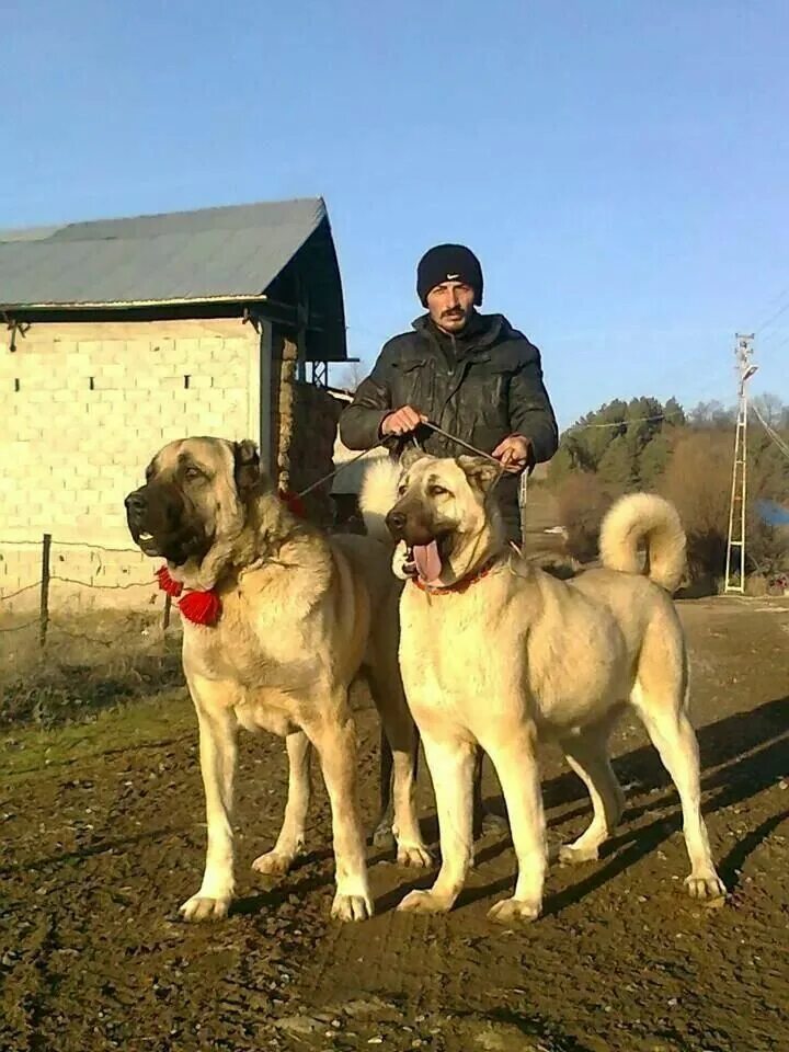 Порода собак кангал фото цена Kangal Dog - A Majestic Livestock Guardian