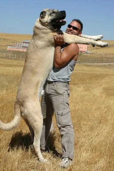 Порода собак кангал фото цена Kangal Özellikleri: Kangal, Karabaş da denilen Türkiye de yetiştirilmekte olan b