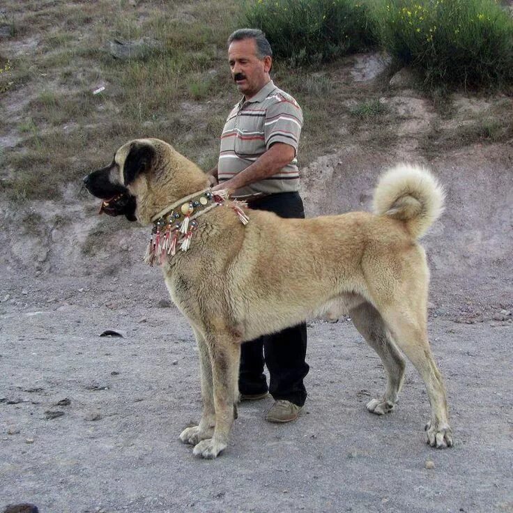 Порода собак кангал фото цена Pin by elif nazlı aykol on Köpüşlerimmm :))) Kangal dog, Large dog breeds, Cauca