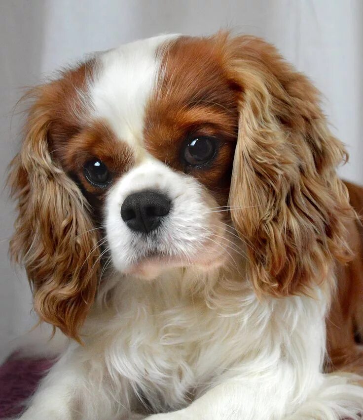 Порода собак кавалер кинг чарльз спаниель фото Cavalier King Charles Spaniel Breeder on Long Island Cavalier king charles dog, 