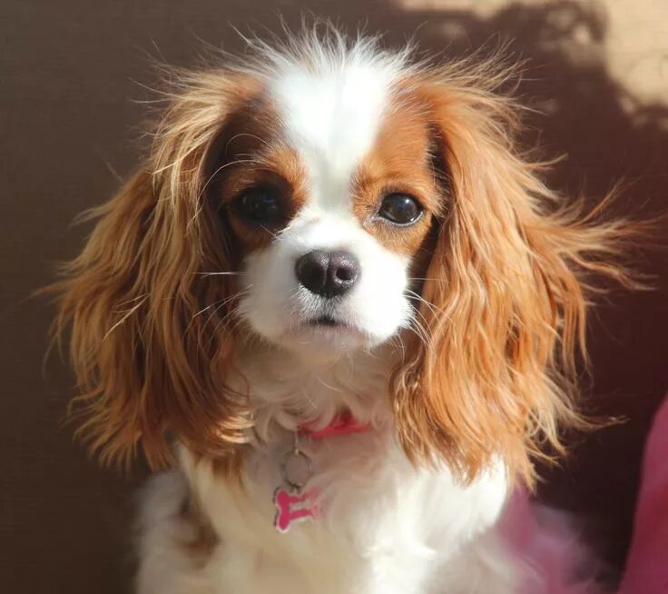 Порода собак кавалер кинг чарльз спаниель фото Bubbles - The Cavalier King Charles Spaniel King charles cavalier spaniel puppy,