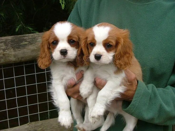 Порода собак кавалер спаниель фото Buy/Sell King Charles spaniel Puppies - Adopt Puppy Online In India King charles