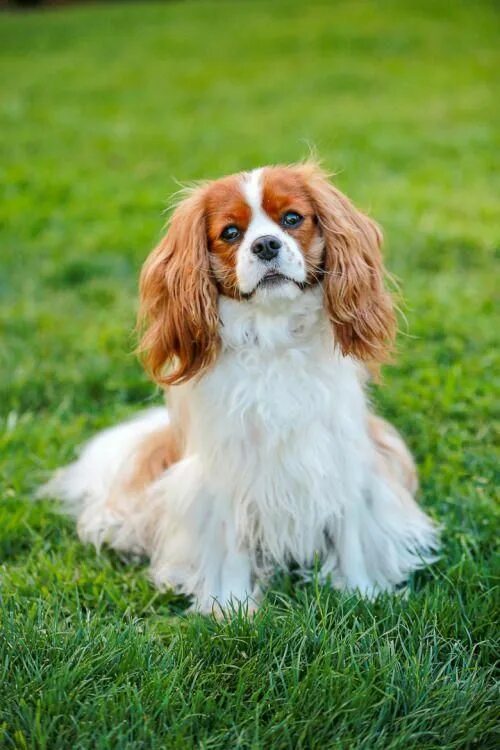 Порода собак кавалер спаниель фото The traits we like about the Energetic Cavalier King Charl. Cavalier king charle