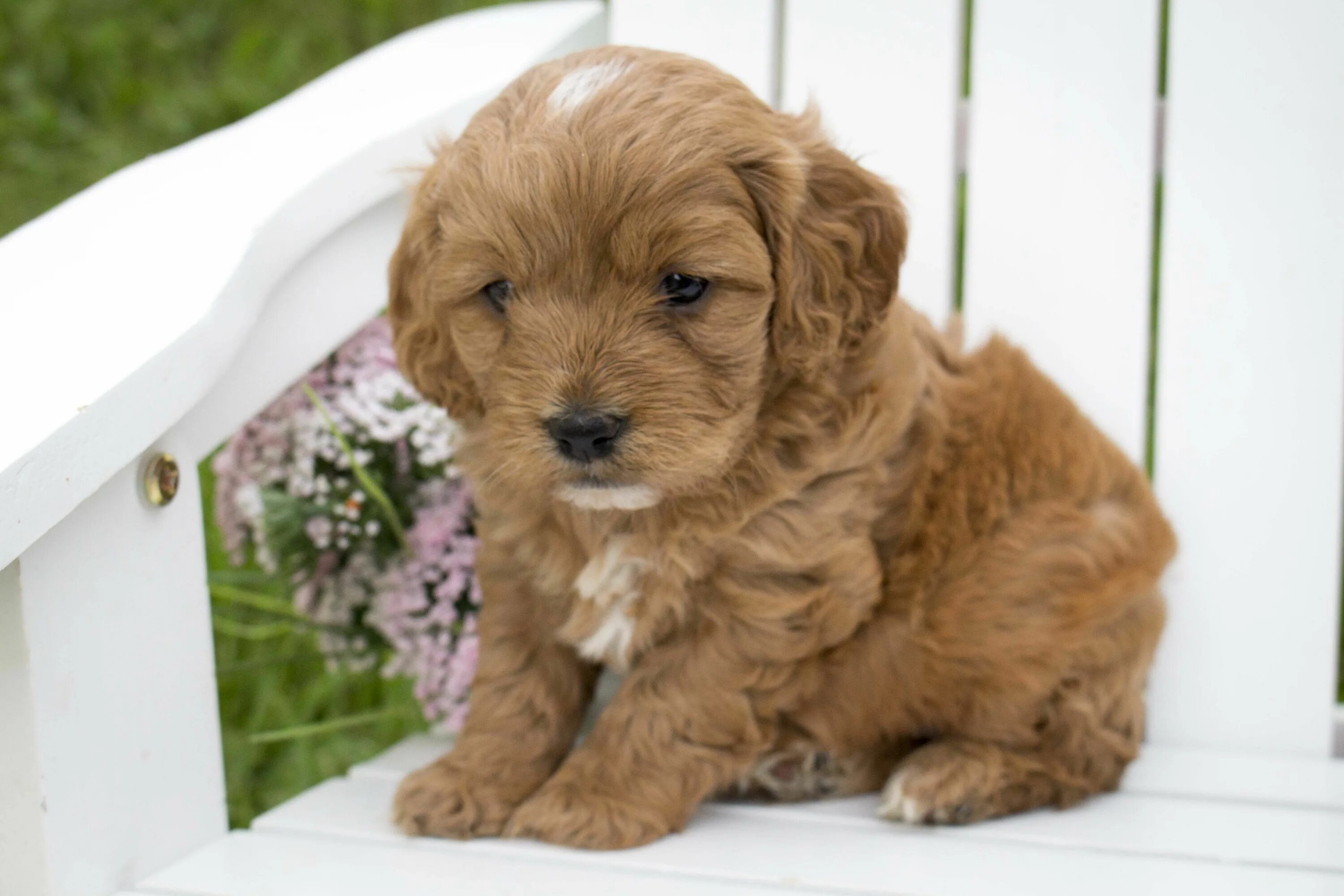 Порода собак кавапу фото Cavapoo Puppies!! Cavapoo puppies, Cavapoo, Cute small dogs