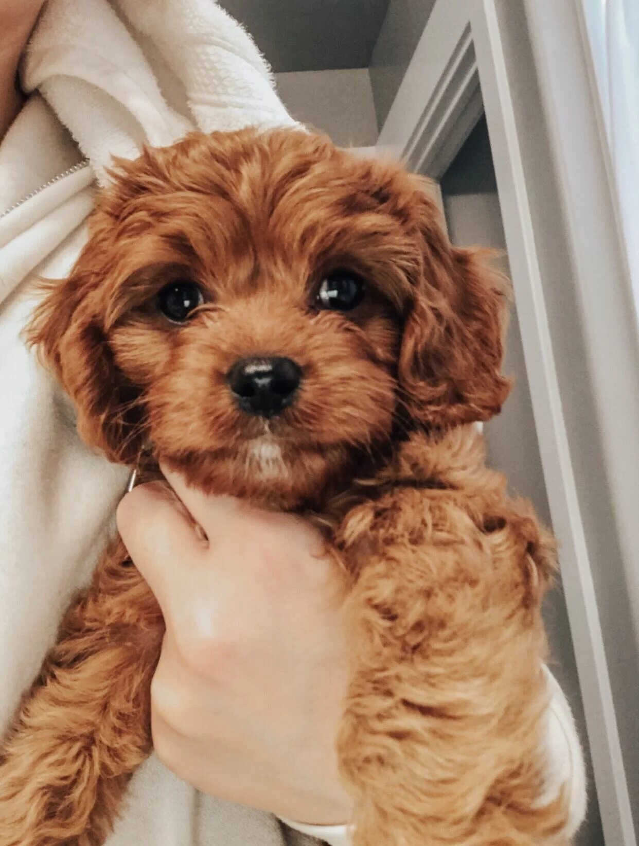 Порода собак кавапу фото @winniethecavapoo Teddy bear puppies, Cute baby dogs, Puppies