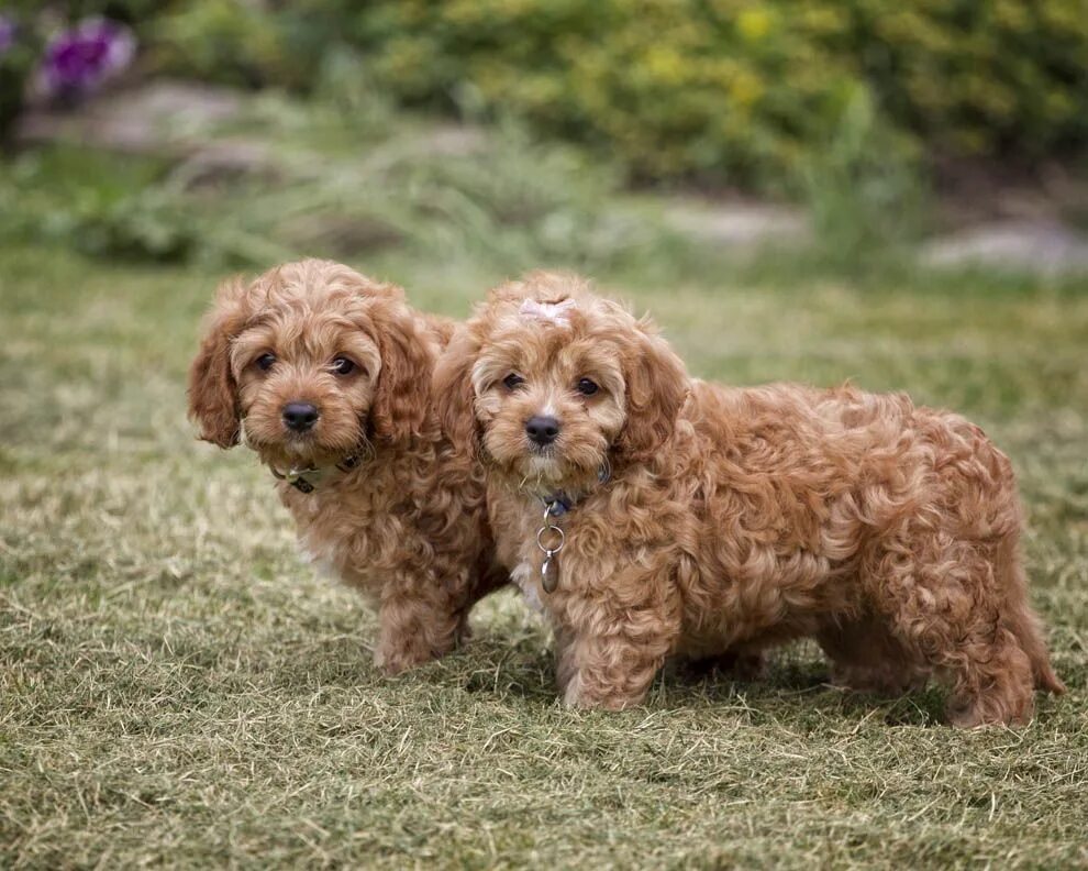 Порода собак кавапу фото Pin by Lisa Haney on For the Home Cavapoo puppies, Puppies, Puppy health