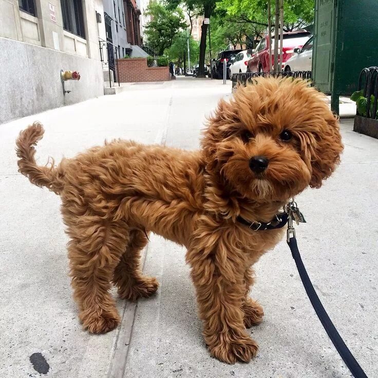 Порода собак кавапу фото Petit Jean Puppies - Goldendoodle Puppies For Sale, Cavapoo And Cavapoochon Pupp