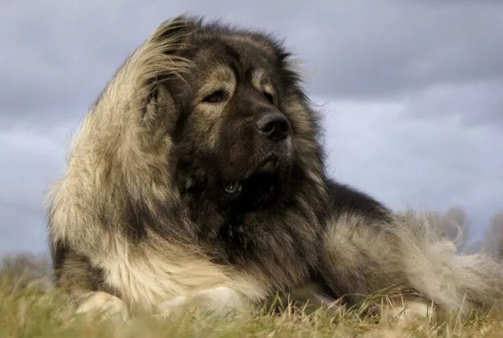 Порода собак кавказская овчарка фото The TRUTH about the Caucasian Mountain Dog! Caucasian mountain dog, Russian bear