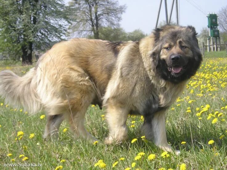 Порода собак кавказская овчарка фото Caucasian shepherd dog Caucasian shepherd dog, Caucasian shepherd, Dog breeds