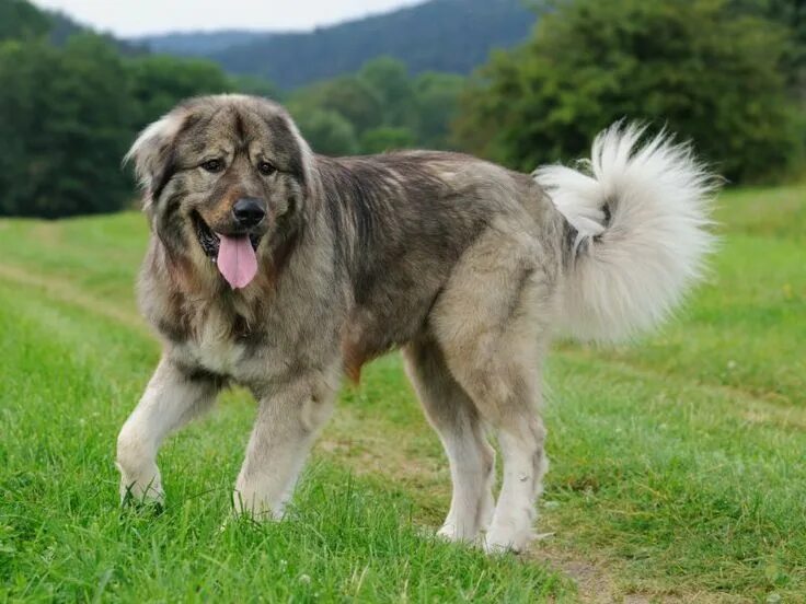 Порода собак кавказская овчарка фото Kaukasischer Owtscharka Caucasian shepherd dog, Large dog breeds, Caucasian shep