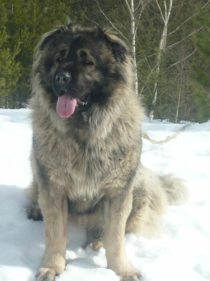 Порода собак кавказская овчарка фото Pin by Benjamin on Perros Caucasian shepherd dog, Caucasian shepherd, Giant dog 