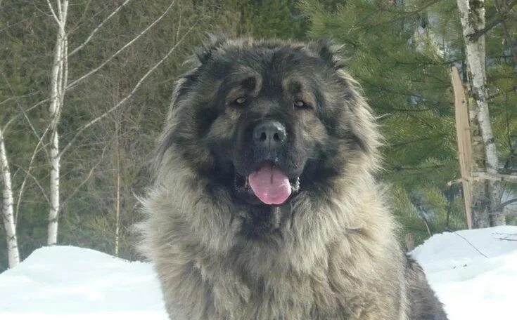 Порода собак кавказская овчарка фото Kangal vs Central Asian Ovcharka vs Caucasian Ovcharka? Caucasian shepherd dog, 