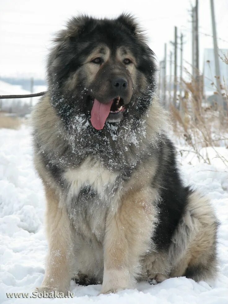 Порода собак кавказская овчарка фото Giant dog breeds, Caucasian shepherd dog, Russian bear dog