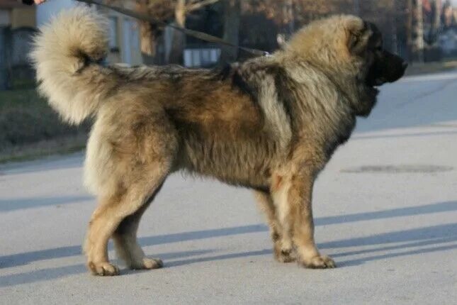 Порода собак кавказская овчарка короткошерстная фото Pin by Kendra Amerine on Animals Caucasian shepherd dog, Caucasian mountain dog,