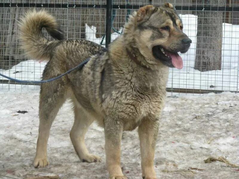 Caucasian Shepherd Dog Information & Dog Breed Facts Caucasian shepherd dog, Cau