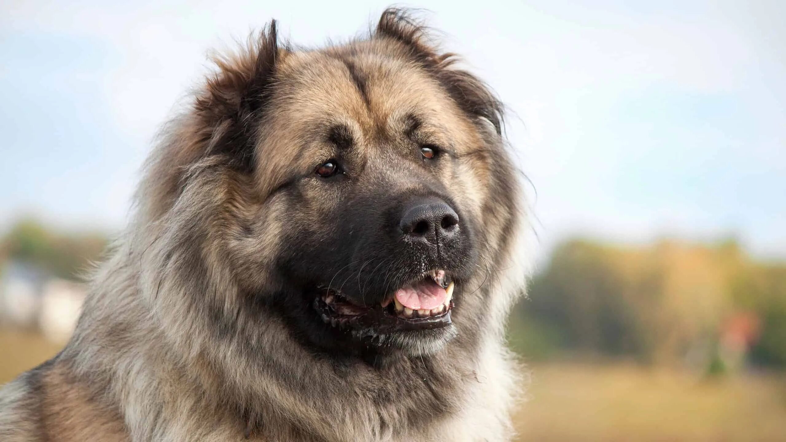 Порода собак кавказская овчарка короткошерстная фото Caucasian Shepherd - A-Z Animals