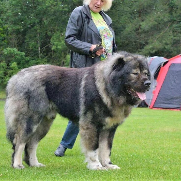 Порода собак кавказская овчарка короткошерстная фото Caucasian Shepherd Breeders in the US Caucasian shepherd dog, Caucasian shepherd