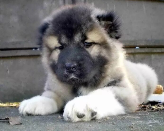 Порода собак кавказская овчарка короткошерстная фото Caucasian Ovcharka pup (With images) Russian dog breeds, Caucasian ovcharka, Cau