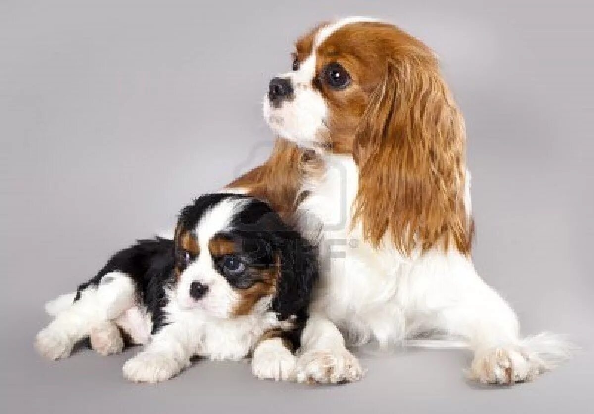 Порода собак кинг чарльз фото i love all animals: Cavalier King Charles Spaniel Cavalier king charles dog, Kin