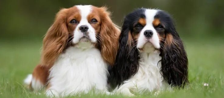 Порода собак кинг чарльз фото Cavalier King Charles Spaniel Puppies for Sale Spaniel puppies for sale, King ch