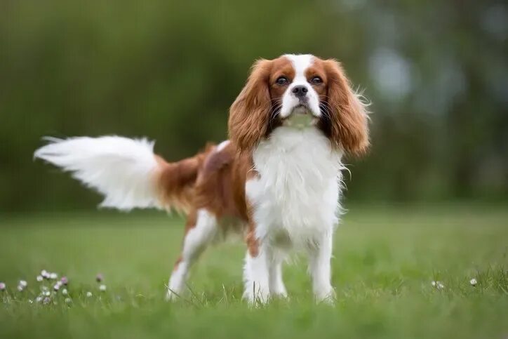 Порода собак кинг чарльз фото Prens Charles kral olduktan sonra bu köpek cinsi sosyal medyada gündem oldu! İng