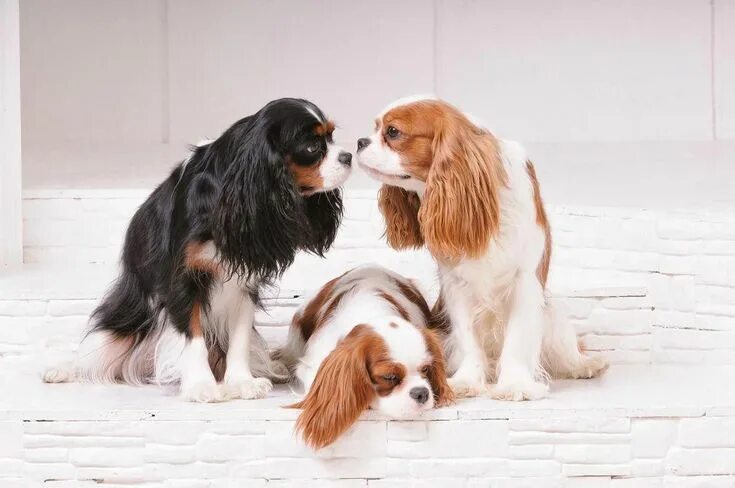 Порода собак кинг чарльз фото Click to read more about - Cavalier King Charles Spaniel The Most Popular Breed 