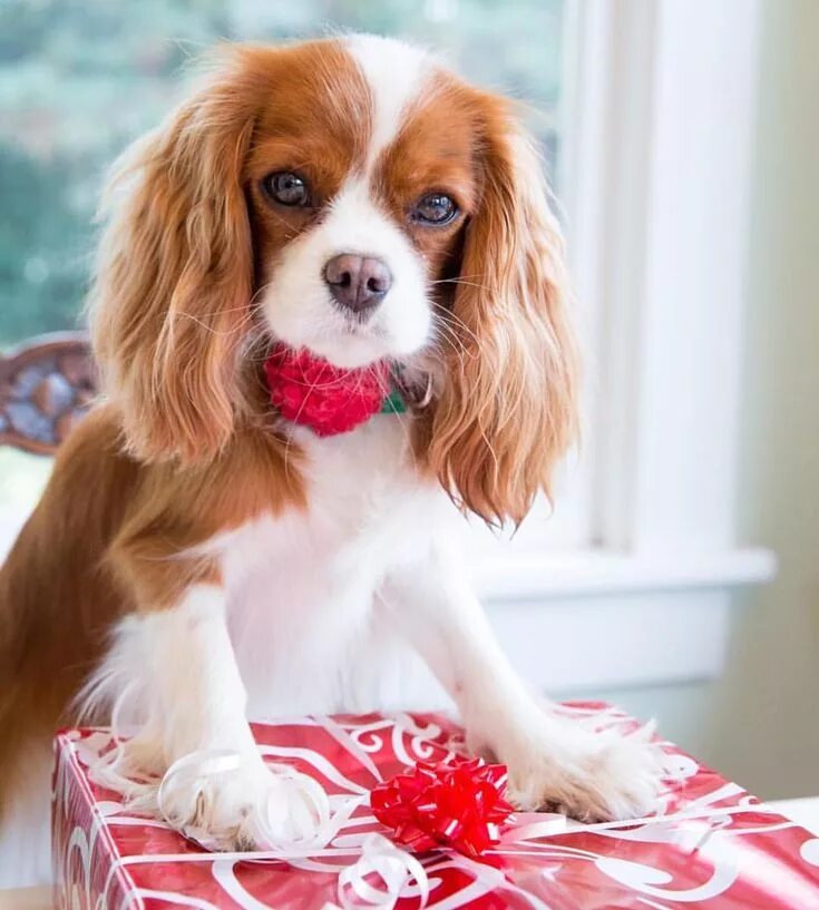 Порода собак кинг чарльз спаниель фото Penny (Cavalier King Charles) on Instagram: "Helping with the Last minute wra. K