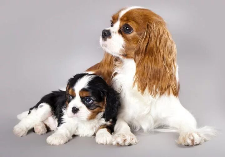 Порода собак кинг чарльз спаниель фото цена Cavalier King Charles Spaniel