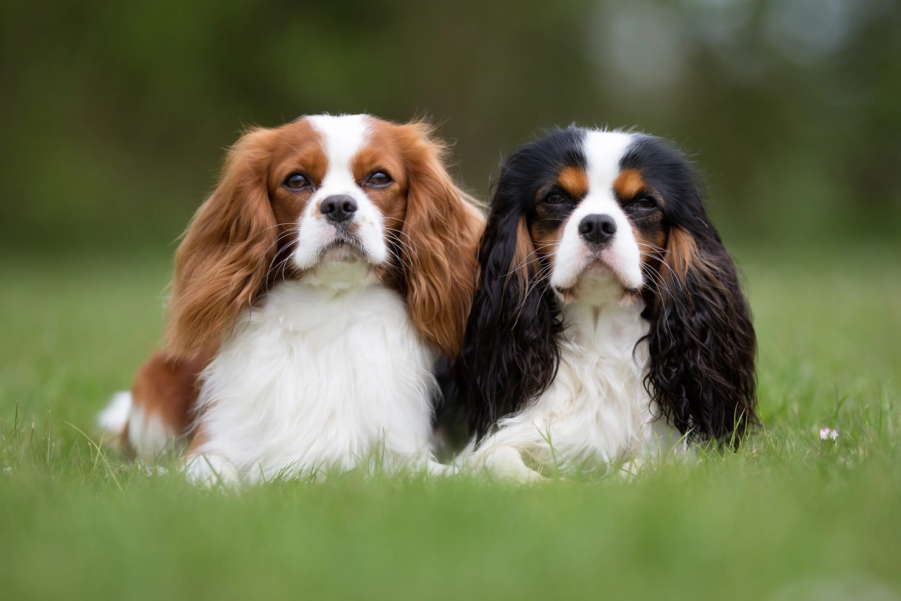 Порода собак кинг чарльз спаниель фото цена Cavalier King Charles Spaniel Steckbrief Charakter, Wesen & Haltung