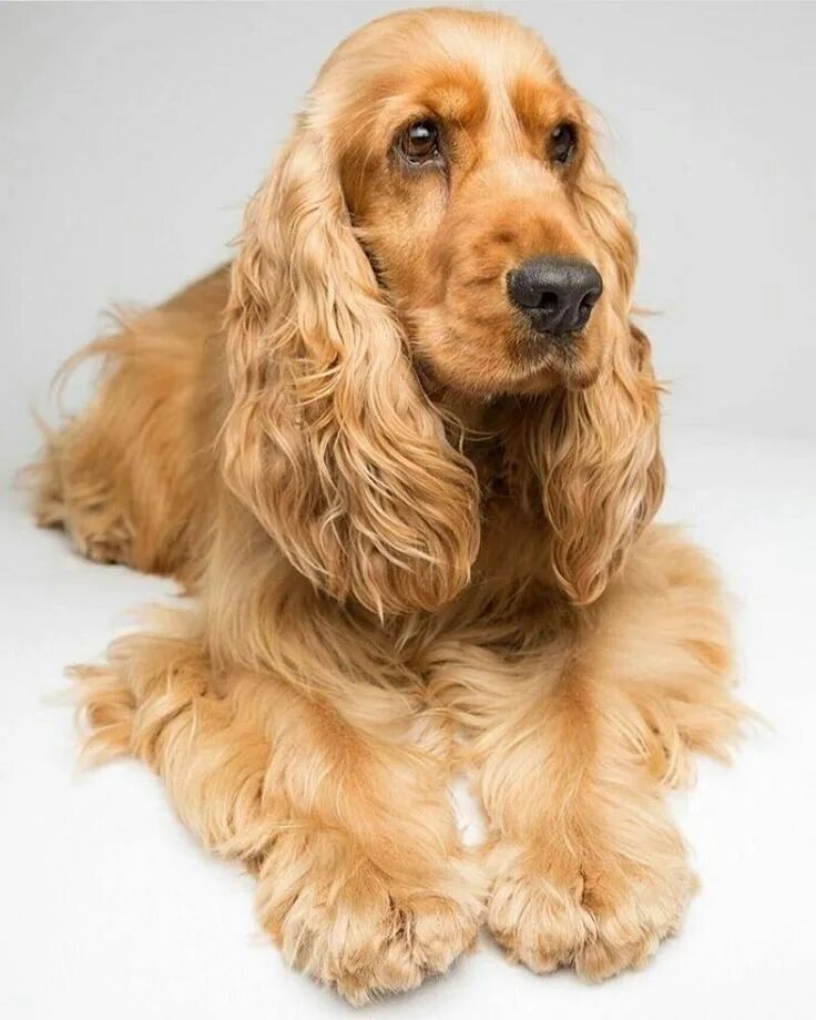 Порода собак кокер спаниель фото Épinglé par Saskia Buehner sur Cocker - Cocker Spaniel ❤ ️❤ ️❤ Cocker, Races de ch