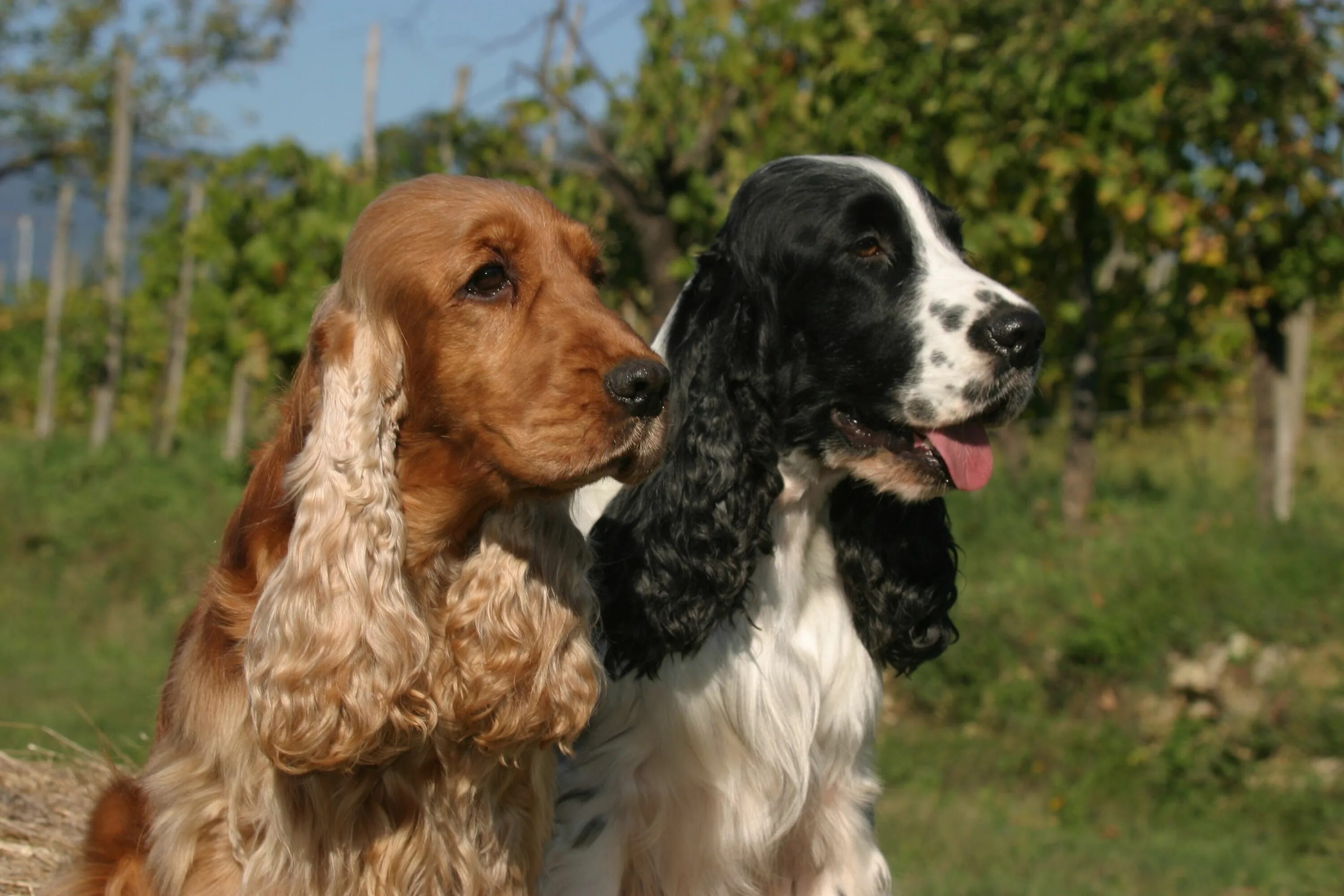 Порода собак кокер спаниель фото english cocker spaniel English Cocker Spaniel English cocker spaniel, English co