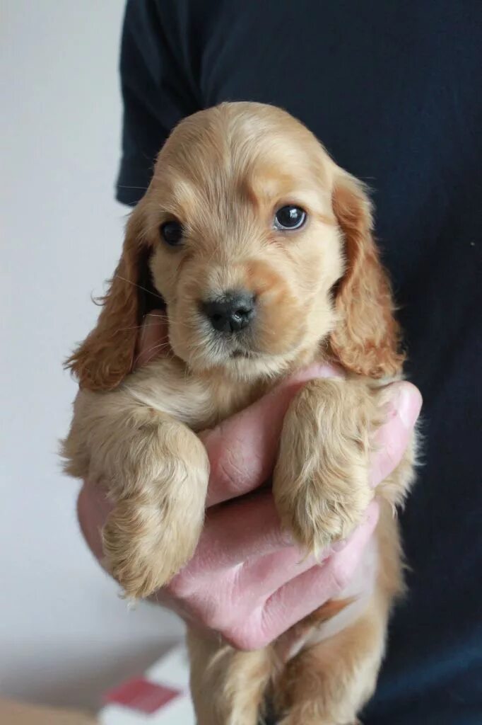 Порода собак кокер спаниель фото цена щенки Filhote de Cocker. Cute puppies, Cocker spaniel puppies, Cute dogs