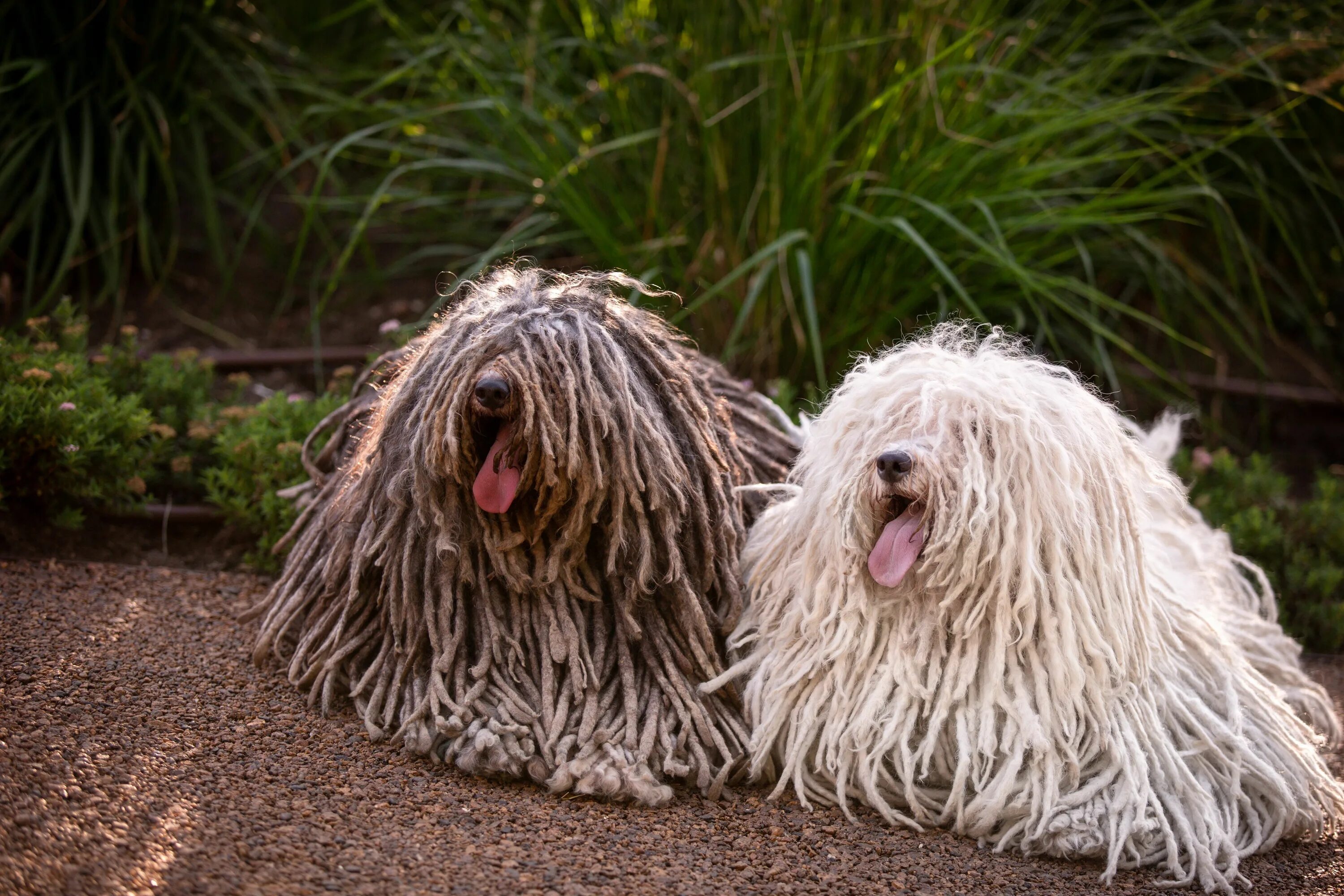 Порода собак командор фото Why Your Dog's Coat Gets Matted - and What You Can Do About It Puli dog, Pet car