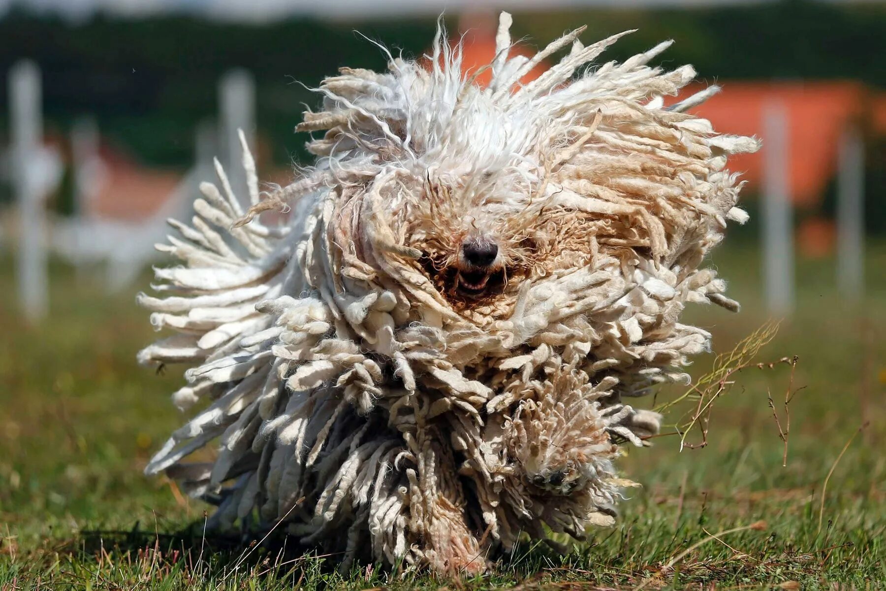 Порода собак командор фото 15 weird-looking dog breeds Komondor dog, Guard dogs, Komondor