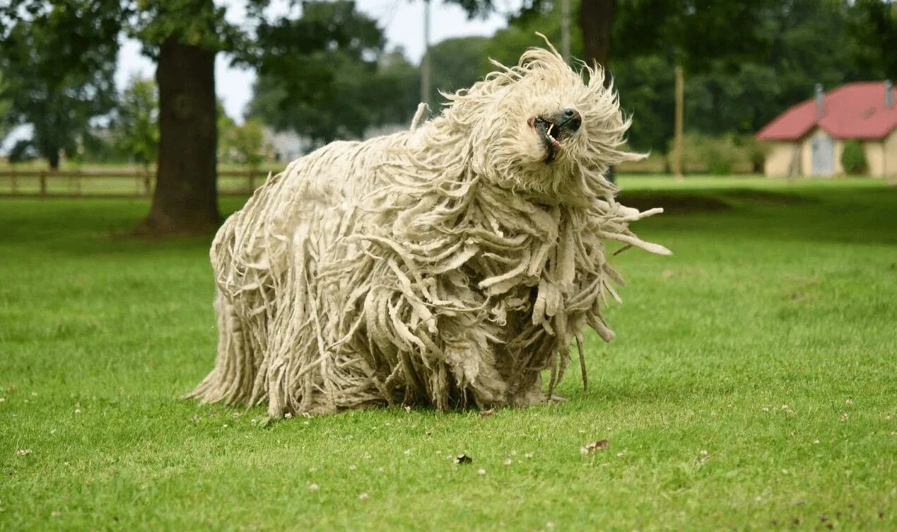 Порода собак командор фото Top Dog Toys for Komondor Dog toys indestructable, Strong dog toys, Komondor